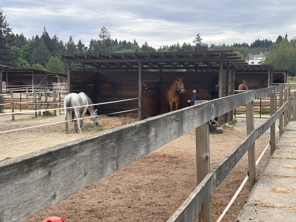 Pferde in der Stallanlage des campuseigenen Reitprogramms der Queen Margaret's School Duncan Vancouver Island